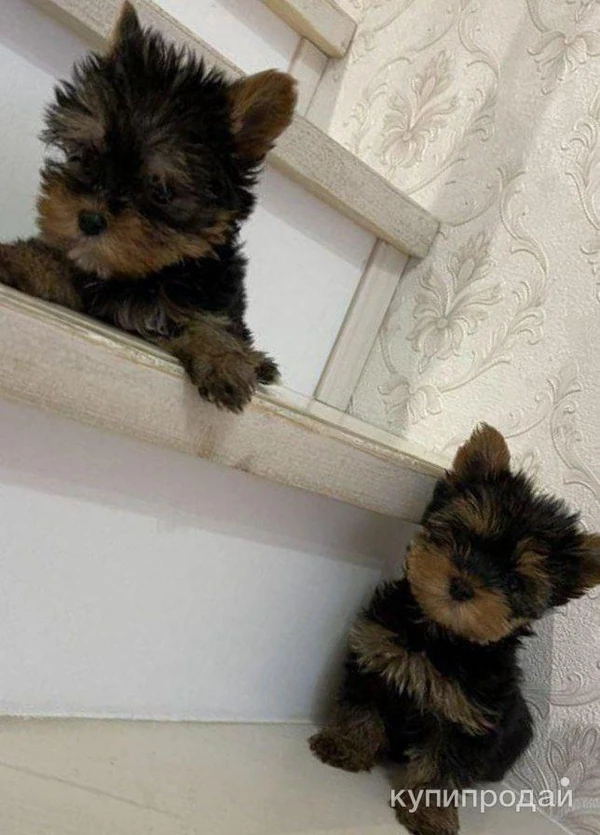 Фото Продам сщенков.