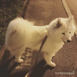 Фото №3 Отдам самоеда