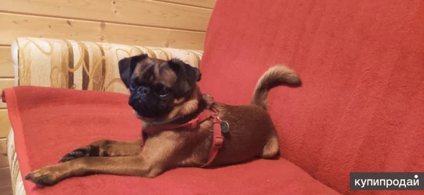 Фото Вязка Пти-брабансон