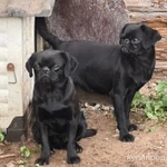 Фото №2 Брабансон черный и шоколадный