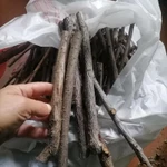 Фото №5 Веточки фруктовые. Цена за штуку.