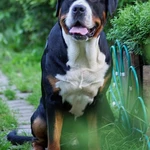 Фото №4 Большой Швейцарский Зенненхунд