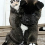 Фото №2 Щенки черной американской Акиты