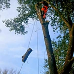 Спил деревьев в БАТАЙСКе