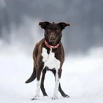 Фото №4 Красавица Токио. Если у девочки шанс?