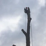Фото №6 Убрать, спилить деревья. Дробление пней
