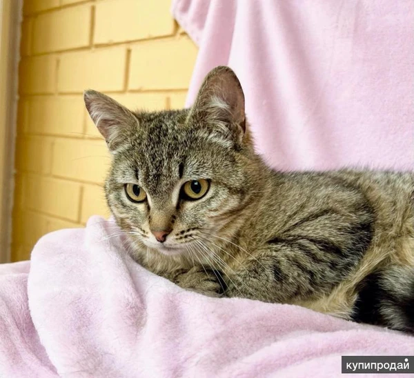 Фото Хома - кот, который делает погоду в доме! В добрые руки