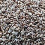 Фото №3 Грибы, мицелий ежовика гребенчатого (гериций, львиная грива, ямабушитаке)