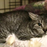 Фото №3 Миледи - метис британской кошечки, ищет дом.