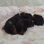 Фото №9 Щенки цвергпинчер