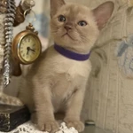 Фото №4 Бурманские котята