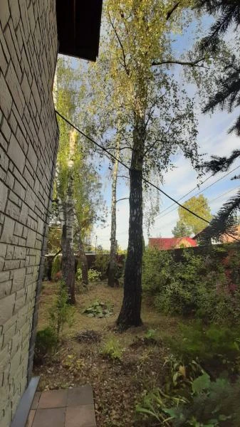 Фото Спил и обрезка деревьев в Люберцах