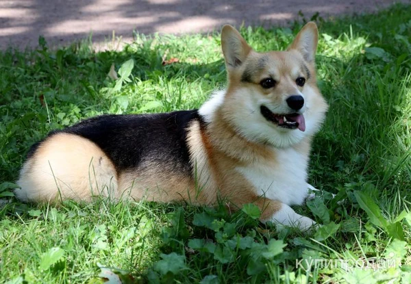 Фото Кобель, Вельш корги пемброк.Открыт для вязки