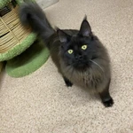 Фото №7 Котята мейн кун