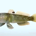 Фото №2 Нерестилище на Азовском море (малороссия Бердянск)