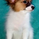 Фото №4 Щенки папийона