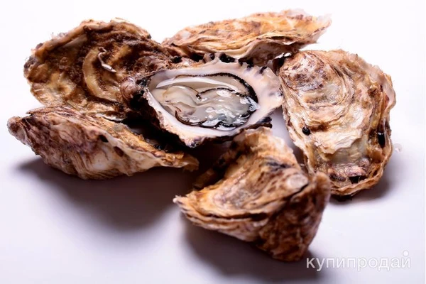 Фото Устрица черноморская живая