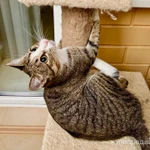 Фото №7 Полосатая кошечка Молли в добрые руки