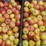 Фото №2 Яблоки Гала оптом от фуры.