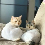 Фото №6 Стрижка кошек - гигиена животных