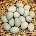 Фото №2 Яйца куриные и утиные