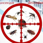 Уничтожение : тараканов, клопов,муравьев, короеда