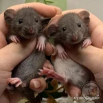 Фото №8 Крысята Дамбо. Декоративная крыса