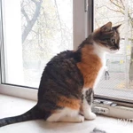 Фото №10 Ласковая трехцветная кошка Триша ищет добрую семью!