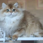 Фото №10 Британский мальчик Юкка