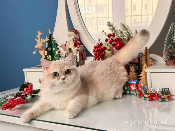 Фото Британская девочка Лазура