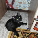 Фото №2 Котенок "черт наглый " отдам в добрые руки