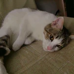 Фото №3 Ищет дом чудесный котик.