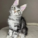 Фото №4 Нежные котята мейн- кун