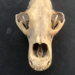 Фото №9 Череп медведя имитация