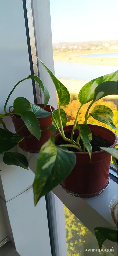 Фото Лиана-сциндапсус