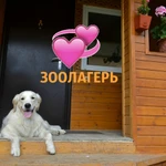 Фото №9 Истра. Каникулы (передержка) для вашего любимого питомца