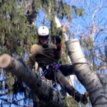 Спилить, удалить, обрезать дерево в Щелковском районе