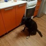 Фото №2 Прошу помощи!!! ???