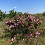 Фото №3 Готовый бизнес, черешневый сад 11,4 Га