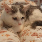 Фото №3 Котенок Марсик в добрые руки