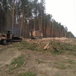 Фото №2 Услуги валки леса. расширение лэп 