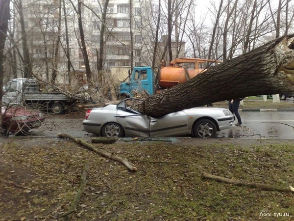 Фото Спил деревьев