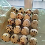 фото Перепелиные яйца