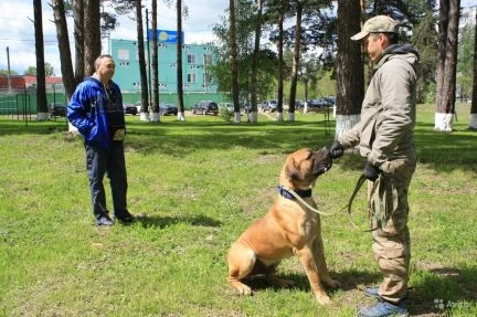 Фото Профессиональная дрессировка собак любых пород