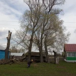 Фото №4 Спил деревьев.