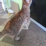 Кото-детка ищет дом