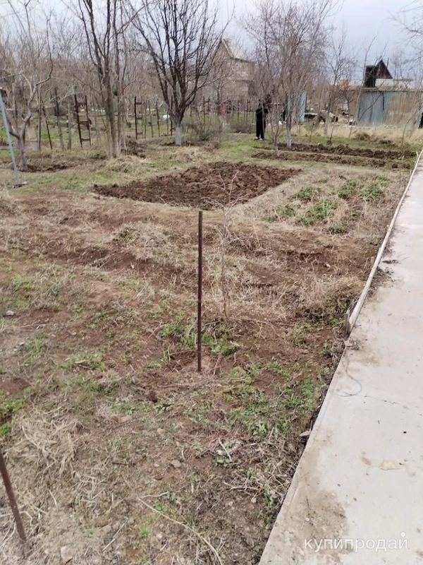 Фото спил деревьев