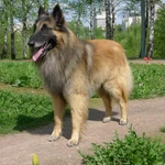 Фото №5 Щенки Бельгийской овчрки Тервюрен