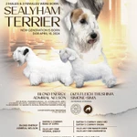 Фото №4 Щенки силихем - терьера