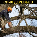 Спил деревьев